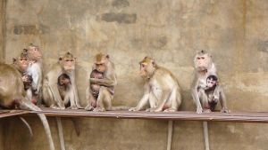 Long-tailed macaques at a Vietnam breeding farm; Cruelty Free International