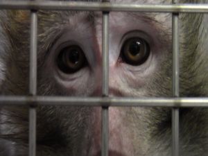 Long-tailed macaque caged in a laboratory; SOKO Tierschutz/Cruelty Free International