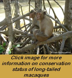 Long-tailed macaques living freely in Vietnam; credit Cruelty Free International
