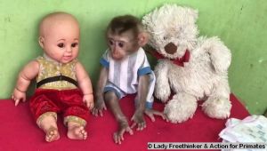 Infant northern pig-tailed macaque kept as 'pet', alongside doll and stuffed bear toy; Lady Freethinker and Action for Primates
