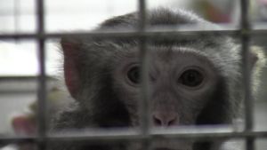 Rhesus macaque in laboratory cage; SOKO Tierschutz/Cruelty Free International