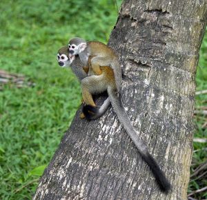 Guianan squirrel monkeys living freely in French Guiana; Cayambe