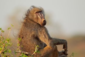 Male chacma baboon, Kruger National Park, South Africa; Ecophoto, Dreamstime