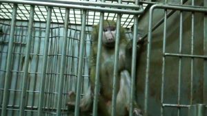 Olive baboon in research laboratory; Cruelty Free International
