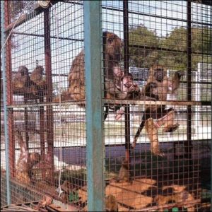 Olive baboons in cage at University of Murcia in Spain; Abolición Vivisección