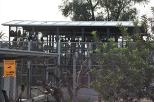 Olive baboons in cage at University of Murcia in Spain; Abolición Vivisección