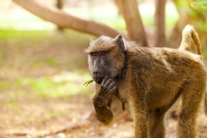 Female olive baboon feeding in Kenyan savannah; Sergey Novikov, Dreamstime