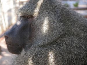 Olive baboon, former 'pet', USA; Sarah Kite/Born Free