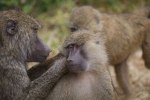 Olive baboons grooming in Tanzania; Magdalena Kula Manchee on Unsplash