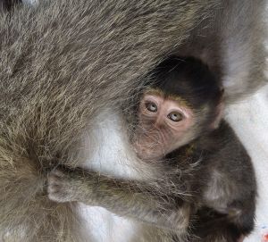 Infant baboon clinging to mother in a different research laboratory; Cruelty Free International