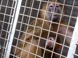 Olive baboon mother and infant in research laboratory cage, IPR, Kenya; Cruelty Free International