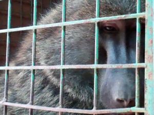 Olive baboon in a research cage; Cruelty Free International