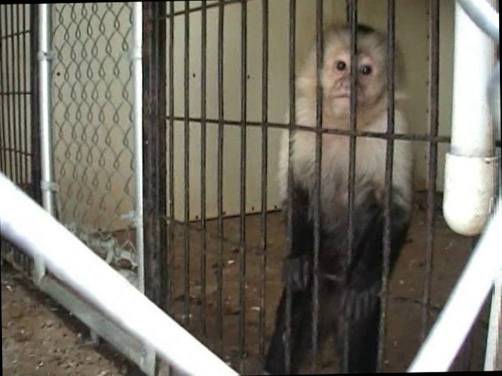 Panamanian white faced capuchin in captivity