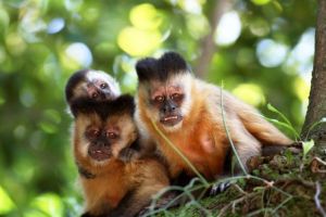 Tufted capuchins living freely