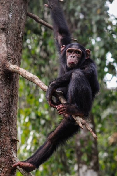 Rescued chimpanzee in a tree at Sanaga-Yong Chimpanzee Rescue Center; Jo-Anne McArthur / We Animals