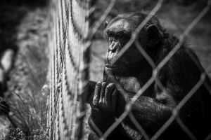 Chimpanzee in German zoo; Jo-Anne McArthur / Born Free Foundation