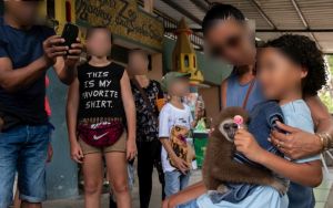 Infant lar gibbon in photo opportunity for tourists at a Thai zoo; Amy Jones-Moving Animals