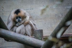White-cheeked gibbon in French zoo; Jo-Anne McArthur / Born Free Foundation