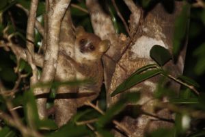 Gray mouse lemur in tree; Charles J. Sharp