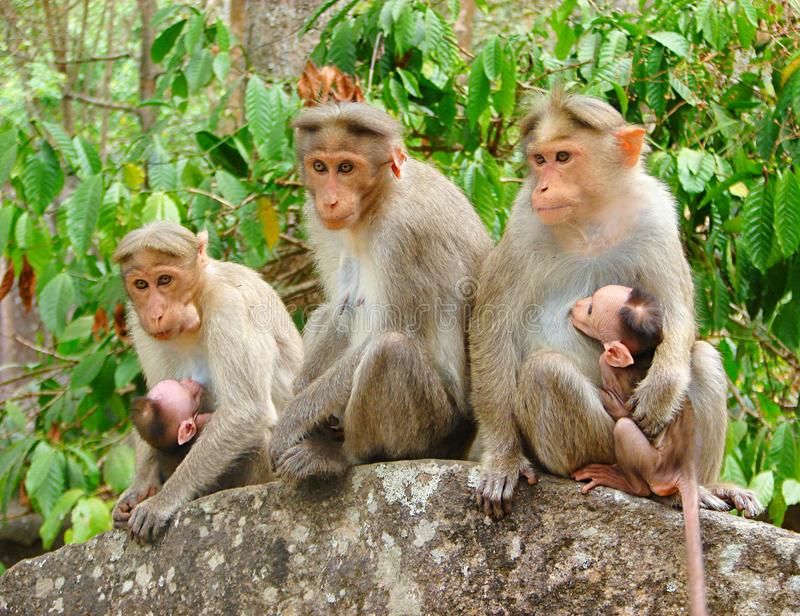 Bonnet macaque family; Parin Parmar, Dreamstime