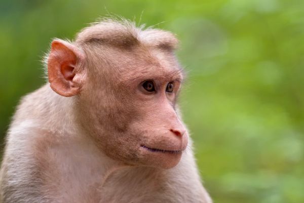 Bonnet macaque in India; Richard Saunders, Unsplash
