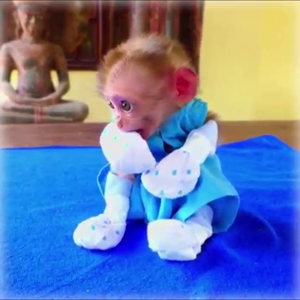 Infant macaque with hands and feet bandaged to prevent sucking