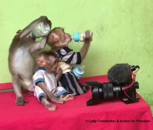 Infant macaques kept as 'pets' forced to 'perform' for social media; Lady Freethinker & Action for Primates