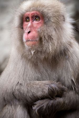Adult Japanese macaque; Jean Beaufort, FreeIMG