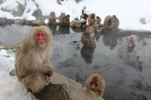 Japanese macaques in Jigokudani hot springs; andrew_t8, FreeIMG