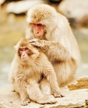 Mother Japanese macaque grooming her child, Japan; Rocktendo & Adam Gman
