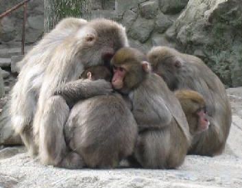 Japanese macaques on Mount Takasaki, Japan