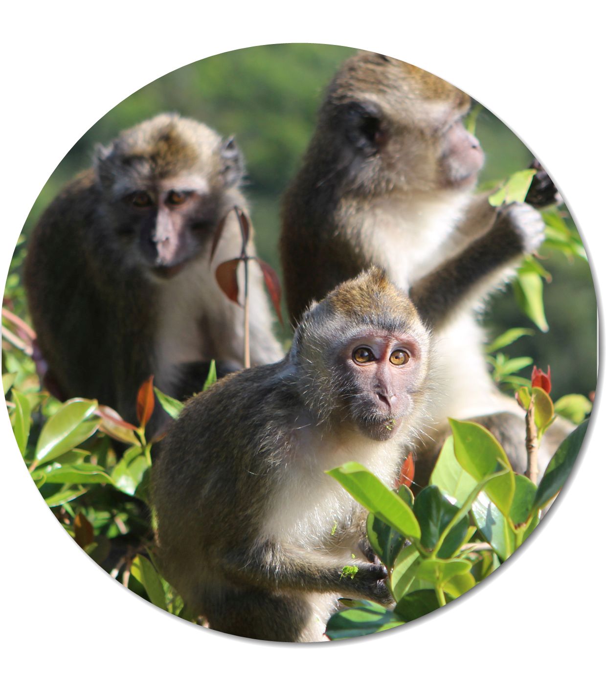 Action for Primates entry icon
