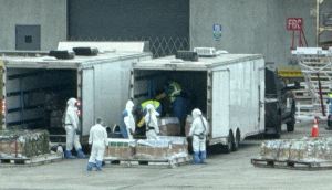 Crates containing long-tailed macaques from Mauritius being unloaded in Miami, Awesome Cargo; Action for Primates