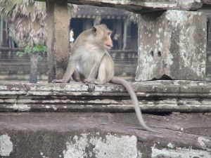 Long-tailed macaque at Angkor Park, Cambodia