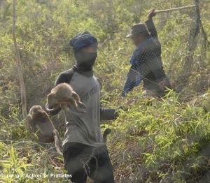 Infant long-tailed macaque captured, male in background being beaten; Action for Primates