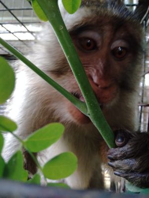Boris, rescued long-tailed macaque; Jakarta Animal Aid Network
