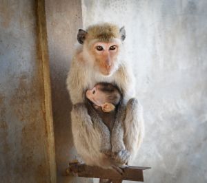 Long-tailed macaque female with infant SE Asia breeding facility; Jo-Anne McArthur / We Animals