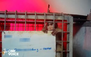 Long-tailed macaque in a Mauritius breeding facility; One Voice