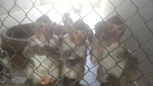 Juvenile long-tailed macaques at Cambodia breeding farm