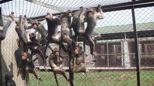 Young long-tailed macaques in cage at Cambodian breeding facility; Cruelty Free International