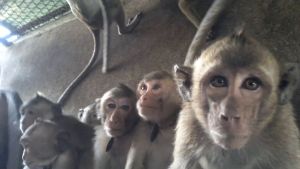 Young long-tailed macaques in cage at Cambodian breeding farm; Cruelty Free International