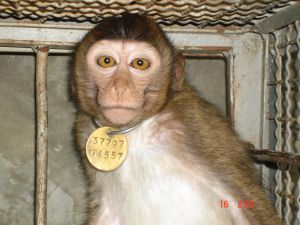 Long-tailed macaque on breeding farm, Cambodia; Cruelty Free International