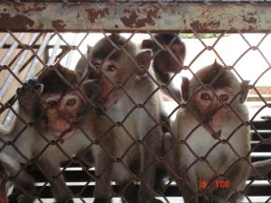 Juvenile long-tailed macaques at a breeding farm in Cambodia; Cruelty Free International