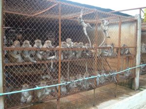 Long-tailed macaques in cages, Laos breeding facility; Cruelty Free International