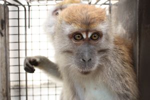 Long-tailed macaques in laboratory cage; Cruelty Free International