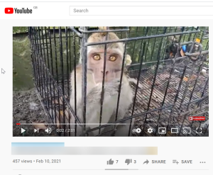 Long-tailed macaque in cage on YouTube