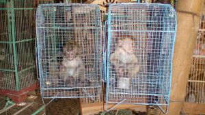 Captured long-tailed macaques; Jakarta Animal Aid Network /Sumatra Wildlife Center