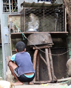 Long-tailed macaques kept as 'pets' in backyard, Mauritius