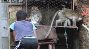 Macaques kept as 'pets' in Mauritius