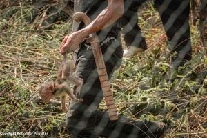 Captured infant long-tailed macaque, Indonesia; Action for Primates
